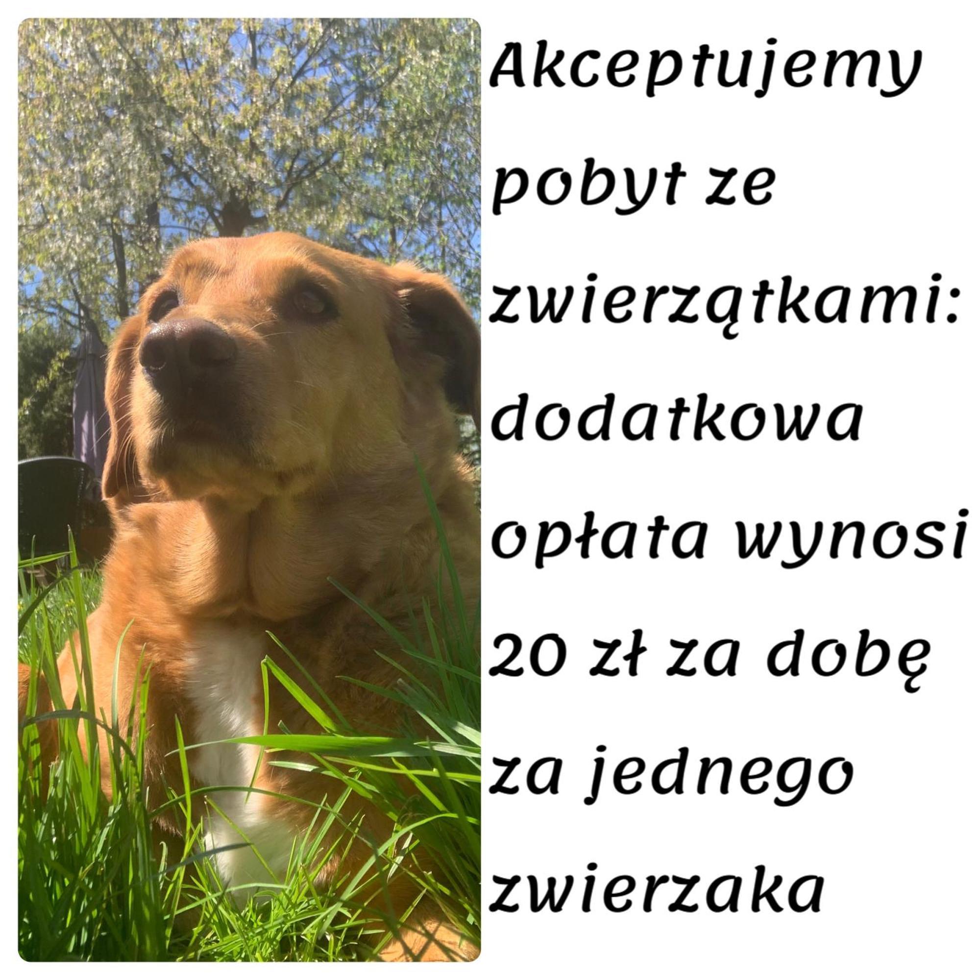 Domki całoroczne - u Ptaka Miłków Zewnętrze zdjęcie